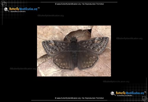 Thumbnail image #1 of the Juvenal's Duskywing Butterfly