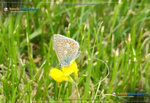 Thumbnail image #1 of the Karner Blue Butterfly