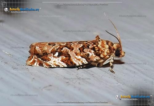 Thumbnail image #1 of the Labyrinth Moth
