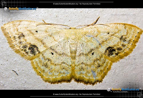 Thumbnail image #1 of the Large Lace-border Moth