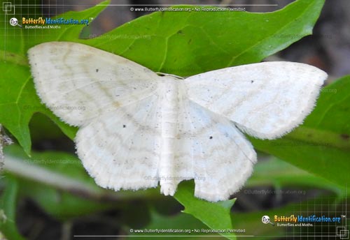 Thumbnail image #3 of the Large Lace-border Moth