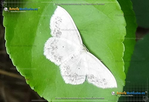 Thumbnail image #4 of the Large Lace-border Moth