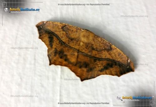 Thumbnail image #3 of the Large Maple Spanworm Moth