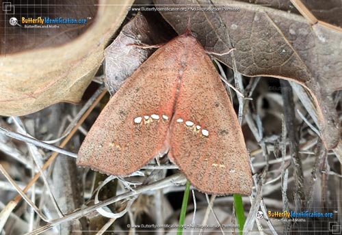 Thumbnail image #1 of the Large Necklace Moth