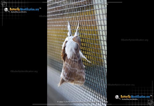 Thumbnail image #4 of the Large Tolype Moth