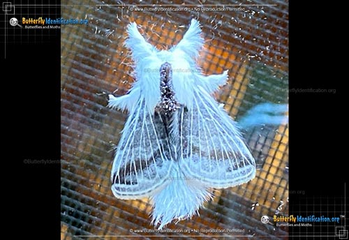 Thumbnail image #3 of the Large Tolype Moth