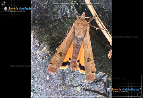 Thumbnail image #2 of the Large Yellow Underwing Moth