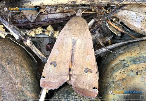 Thumbnail image #5 of the Large Yellow Underwing Moth
