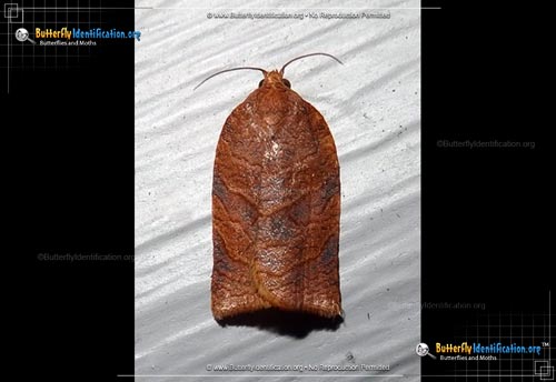 Thumbnail image #1 of the Leafroller Moth