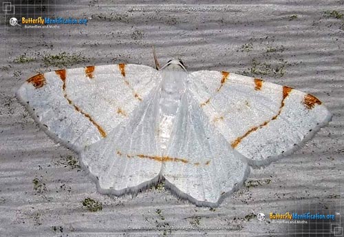 Thumbnail image #1 of the Lesser Maple Spanworm Moth