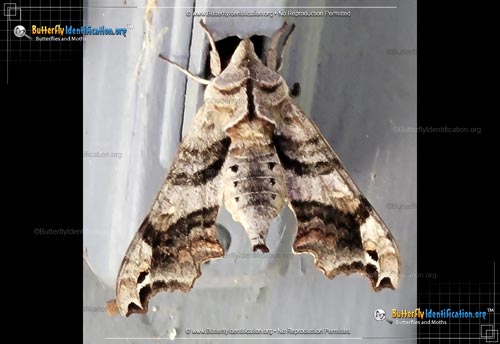 Thumbnail image #2 of the Lettered Sphinx Moth