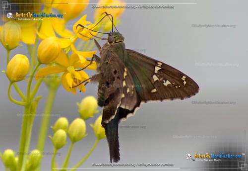 Thumbnail image #4 of the Long-Tailed Skipper