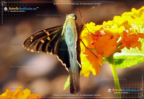 Thumbnail image #5 of the Long-Tailed Skipper