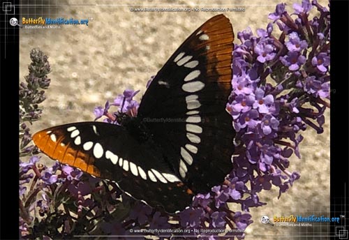 Thumbnail image #1 of the Lorquin's Admiral