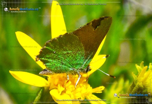 Thumbnail image #1 of the Lotus Hairstreak Butterfly