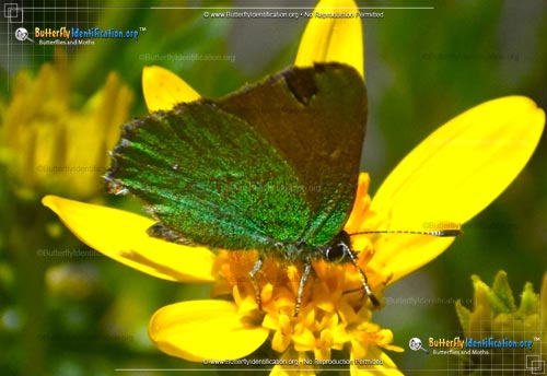 Thumbnail image #2 of the Lotus Hairstreak Butterfly