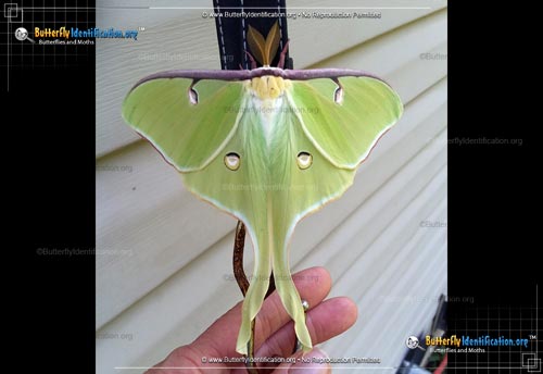 Thumbnail image #6 of the Luna Moth