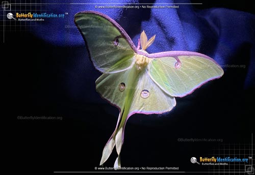 Thumbnail image #3 of the Luna Moth