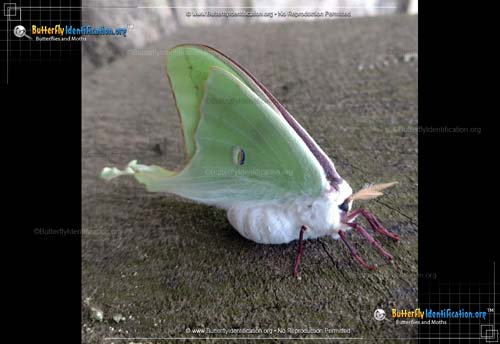 Thumbnail image #4 of the Luna Moth