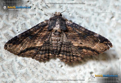 Thumbnail image #1 of the Lunate Zale Moth