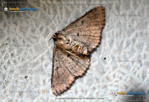 Thumbnail image #4 of the Lunate Zale Moth