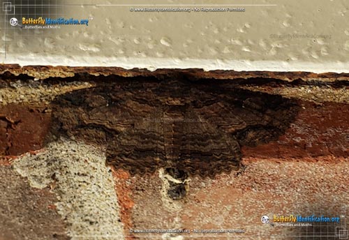 Thumbnail image #2 of the Lunate Zale Moth