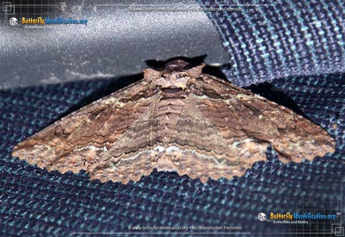 Thumbnail image #2 of the Lunate Zale Moth