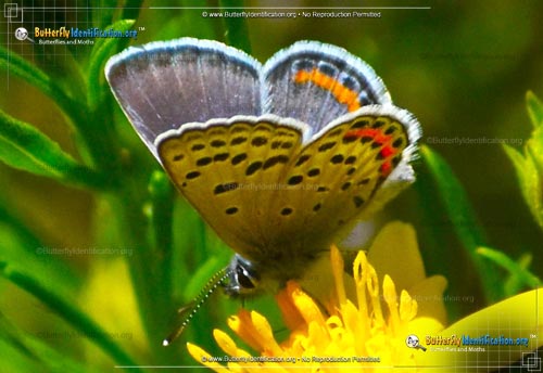 Thumbnail image #1 of the Lupine Blue Butterfly