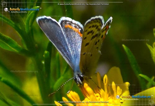 Thumbnail image #3 of the Lupine Blue Butterfly