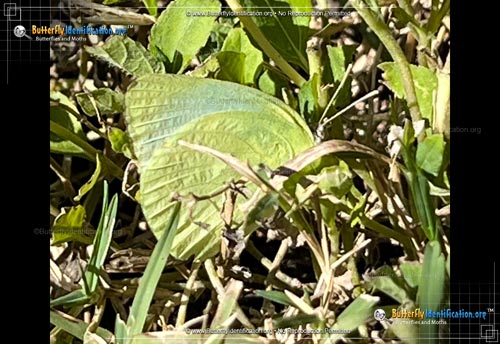 Thumbnail image #2 of the Lyside Sulphur Butterfly