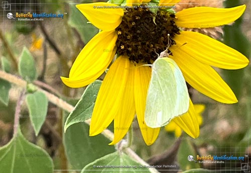 Thumbnail image #1 of the Lyside Sulphur Butterfly