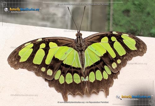 Thumbnail image #1 of the Malachite Butterfly