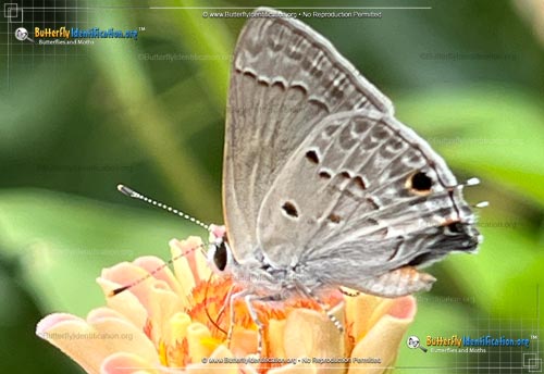 Thumbnail image #3 of the Mallow Scrub-Hairstreak Butterfly