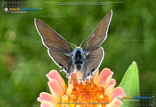 Thumbnail image #1 of the Mallow Scrub-Hairstreak Butterfly