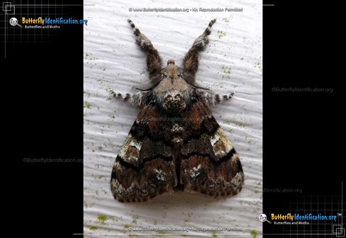 Thumbnail image #1 of the Manto Tussock Moth