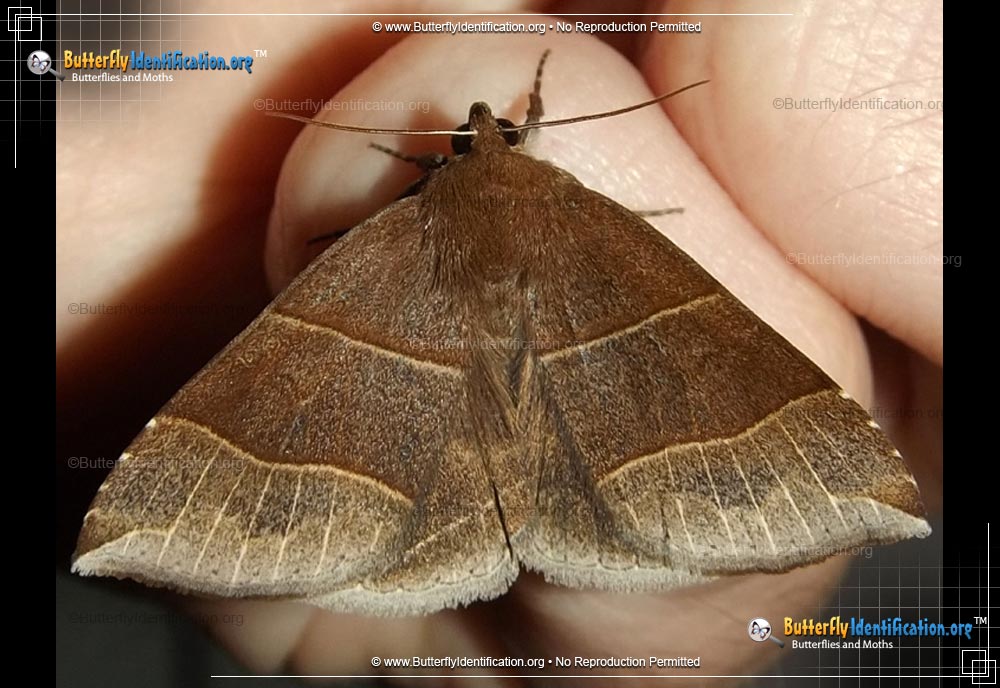 Thumbnail image #1 of the Maple Looper Moth