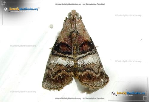 Thumbnail image #1 of the Maple Webworm Moth