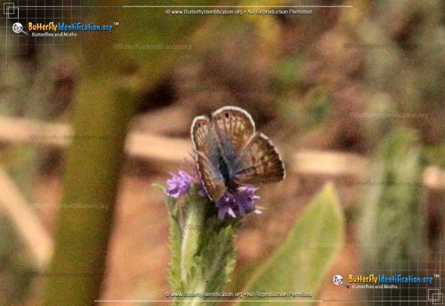 Thumbnail image #3 of the Marine Blue Butterfly