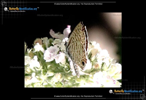 Thumbnail image #5 of the Marine Blue Butterfly