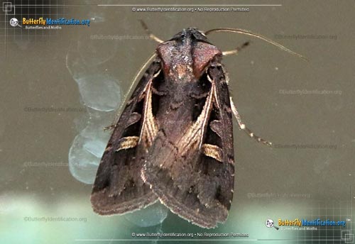 Thumbnail image #1 of the Master's Dart Moth