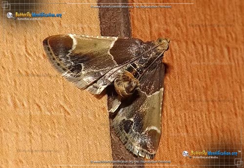 Thumbnail image #1 of the Meal Moth