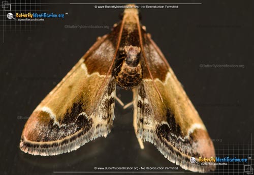 Thumbnail image #2 of the Meal Moth