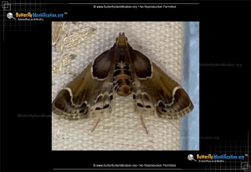 Thumbnail image #4 of the Meal Moth