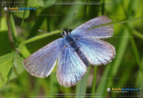 Thumbnail image #1 of the Melissa Blue Butterfly