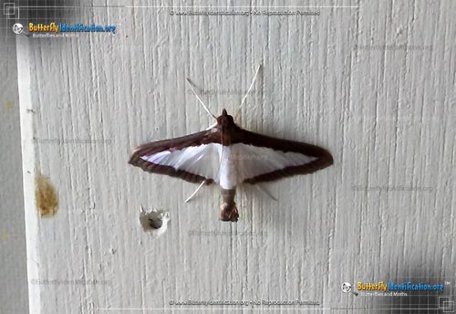 Thumbnail image #2 of the Melonworm Moth