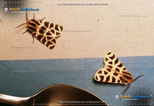 Thumbnail image #2 of the Mexican Tiger Moth
