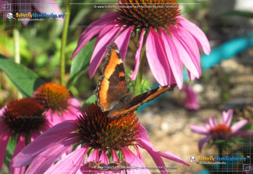 Thumbnail image #3 of the Milbert's Tortoiseshell Butterfly