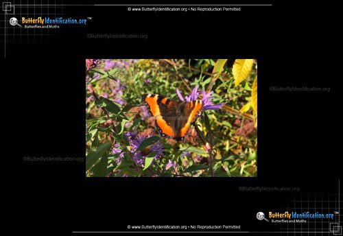 Thumbnail image #4 of the Milbert's Tortoiseshell Butterfly