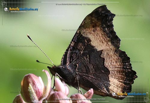 Thumbnail image #6 of the Milbert's Tortoiseshell Butterfly