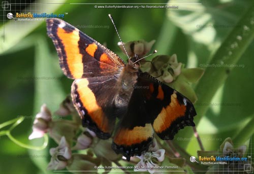 Thumbnail image #1 of the Milbert's Tortoiseshell Butterfly